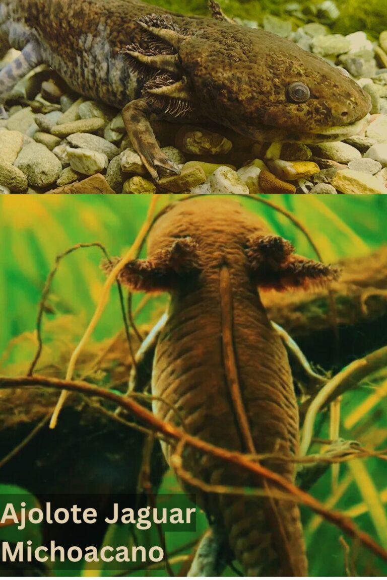 Ajolote Jaguar Michoacano