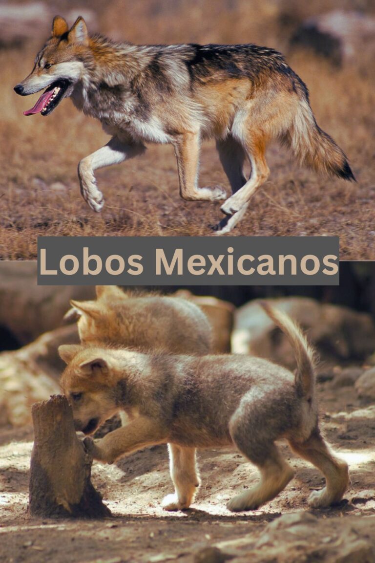 Lobos mexicanos