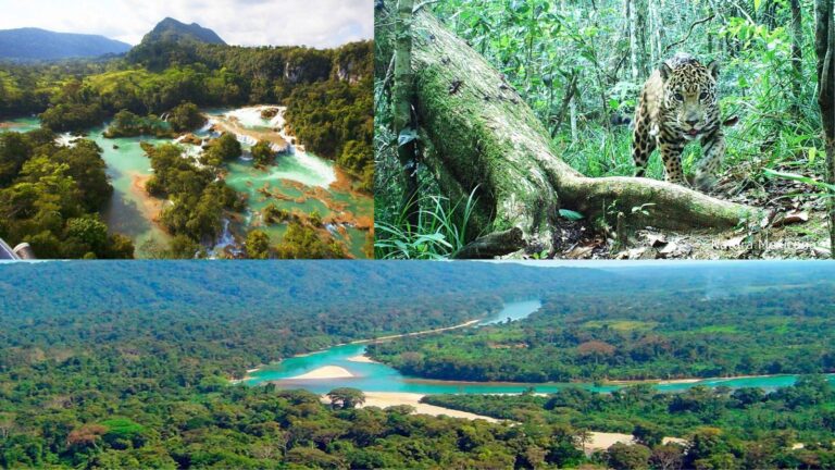 Selva Lacandona espléndida en biodiversidad