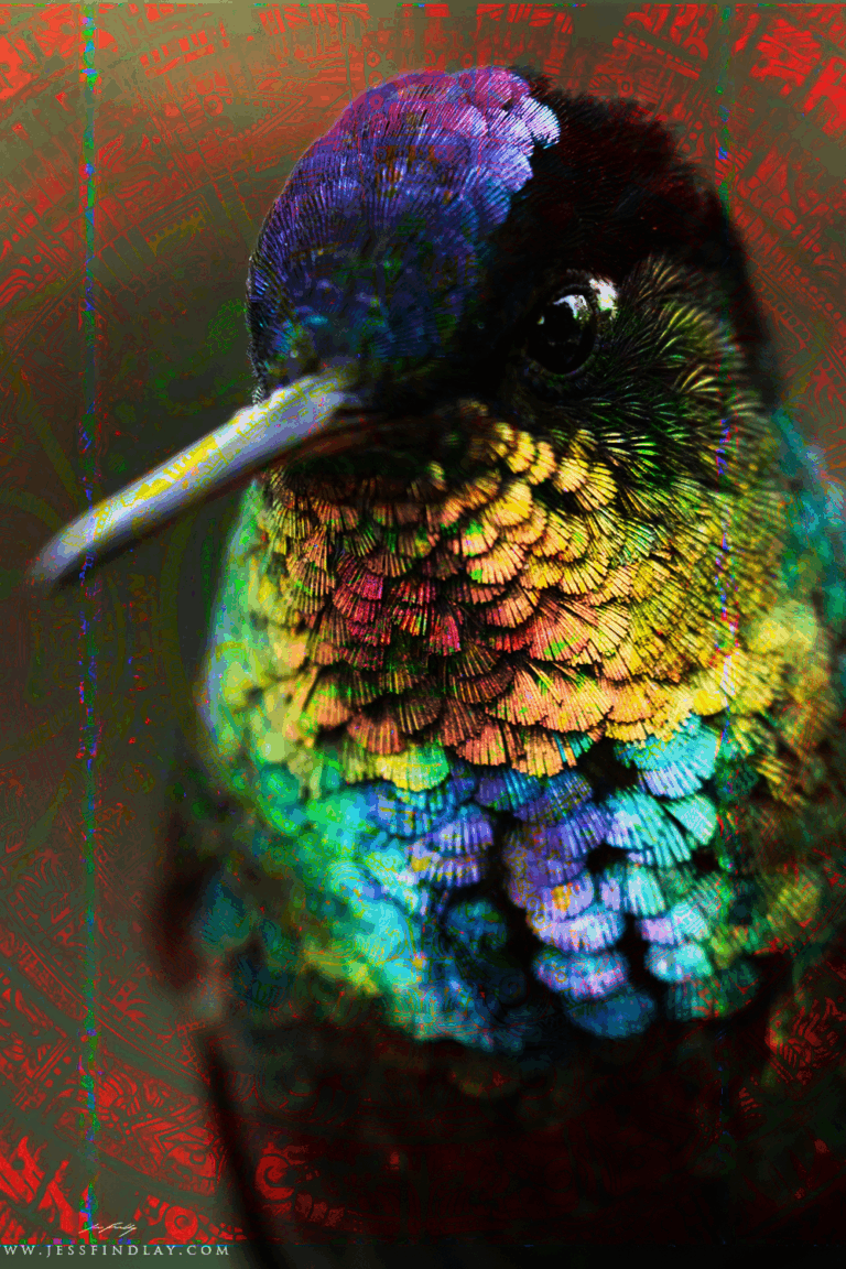 colibrí rueda de tiempo
