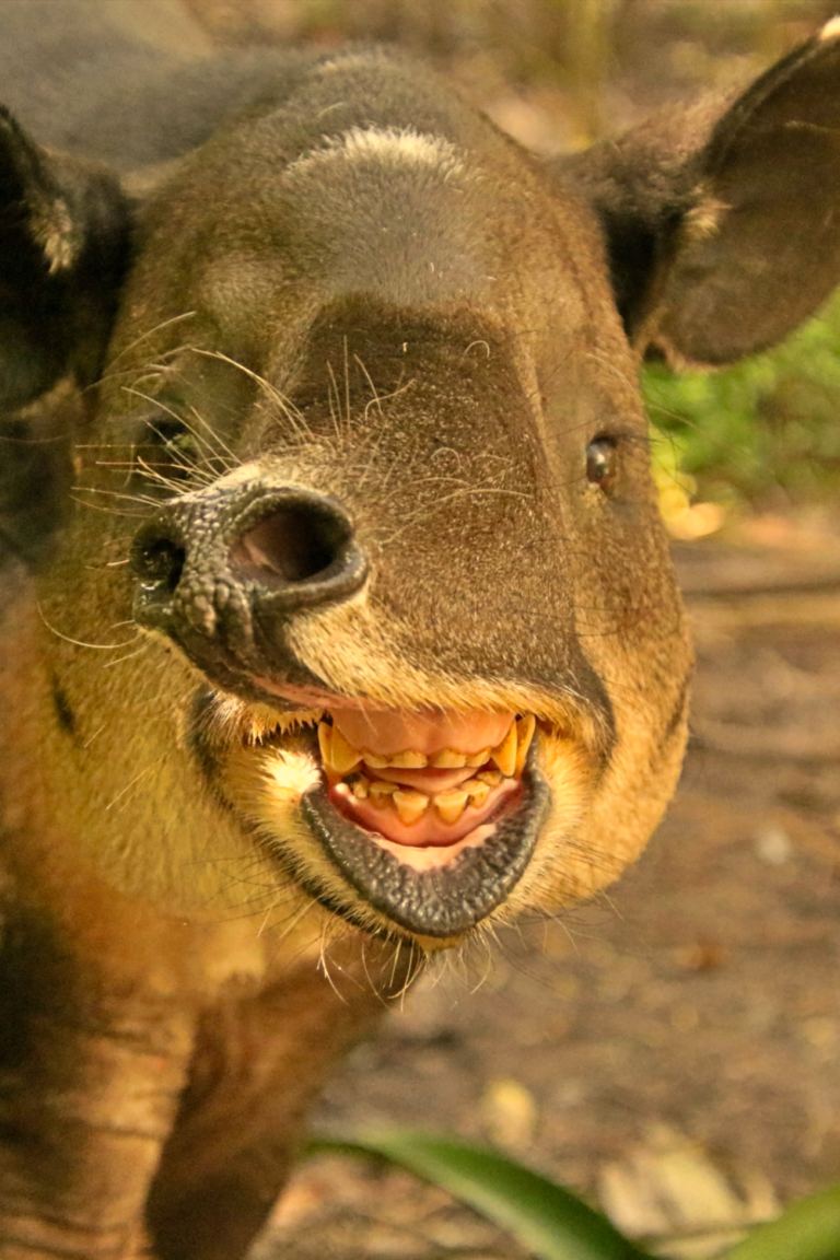 Tapir mexicano