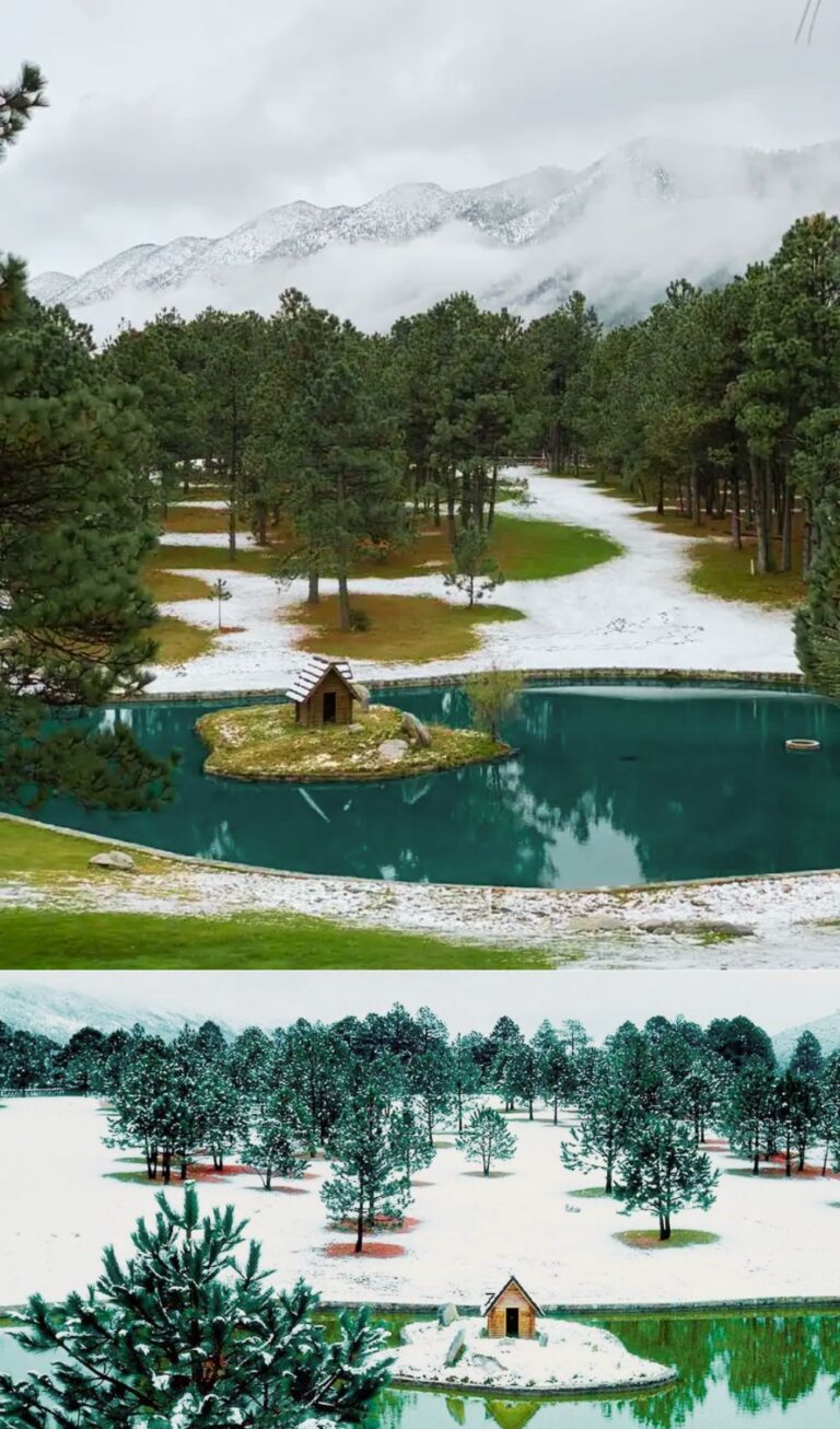 Bosques de México, Suizas Mexicanas Arteaga, Coahuila