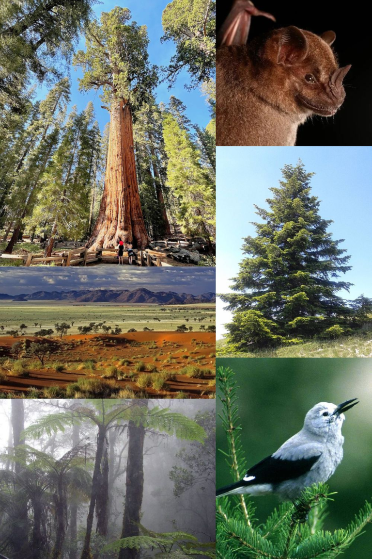 Bosques de Norteamérica