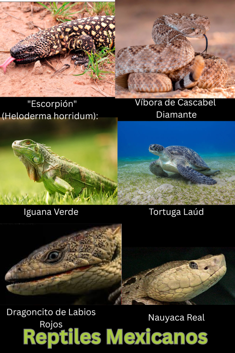 Reptiles Mexicanos