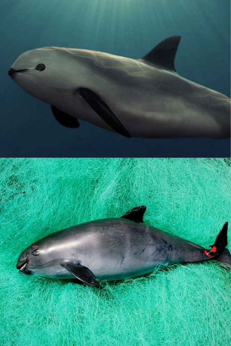 Vaquita Marina Mexicana